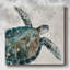 «Neutral Sea Turtle I», reproduction sur toile tendue-1822457439
