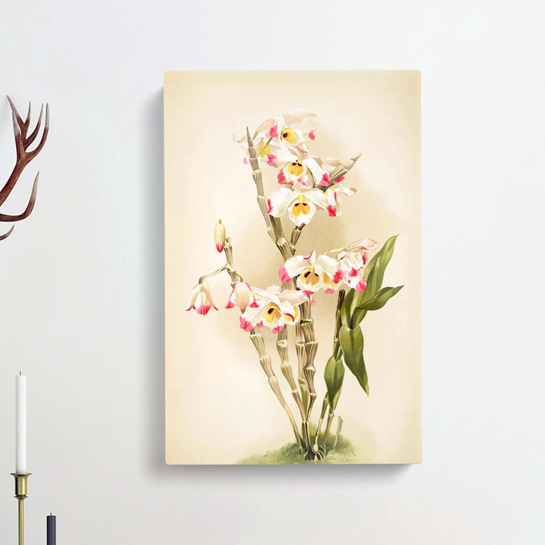 Magnolia Flowers Illustration Tab. 9 by Frederick Sander - Wrapped Canvas Graphic Art Print