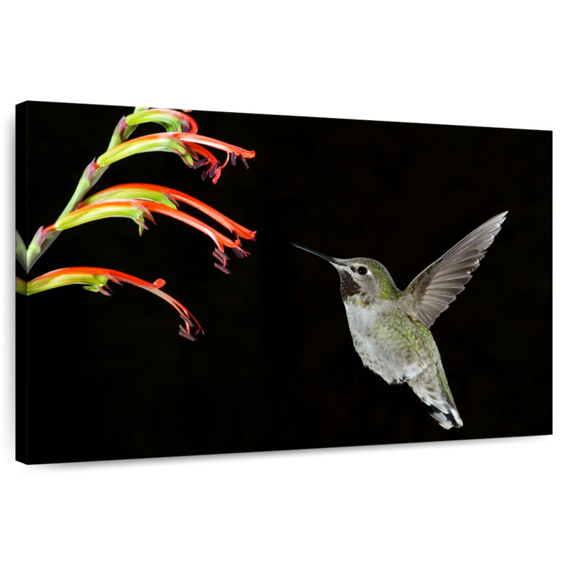 Hummingbird On Black, 8" H x 12" W