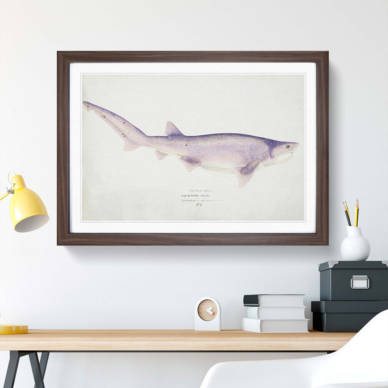 Illustration of a Tiger Shark by F.E. Clarke - Picture Frame Painting Print, 27cm H x 36cm W x 2cm D, Walnut Framed