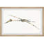 «Brokaw Pterodactyl Skeleton», reproduction encadrée-1431909740