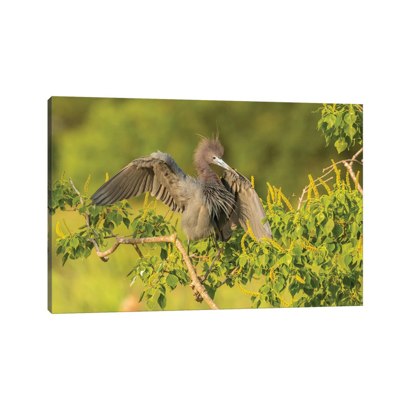 USA, Louisiana, Vermilion Parish. Little blue heron close-up. 1 Piece Wrapped Canvas Wall Art, 66.04 cm H x 45.72 cm W