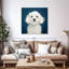 Maltais blanc Brampt-109373497