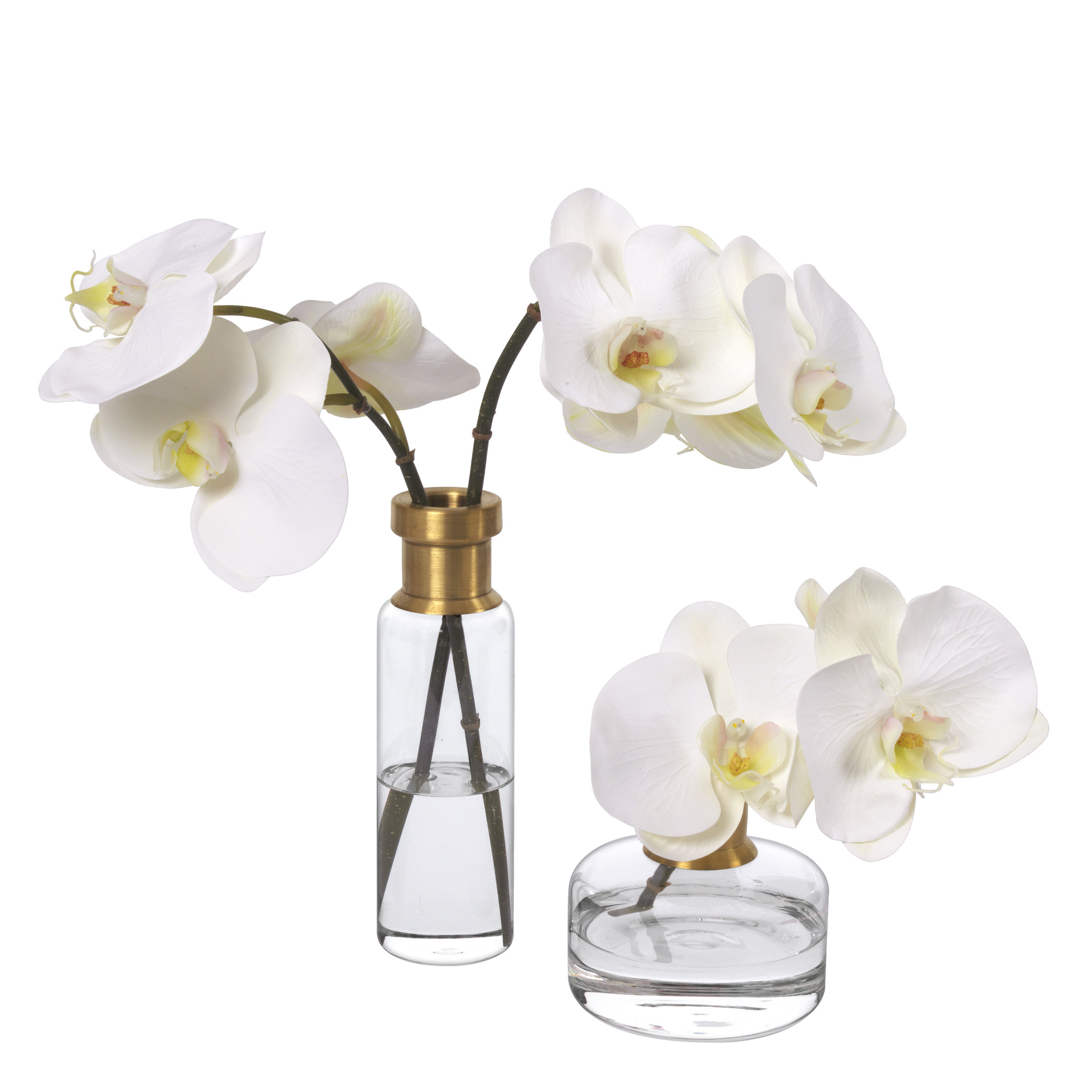 Diane James Home Phalaenopsis Orchid Set in Glass Vases Wayfair