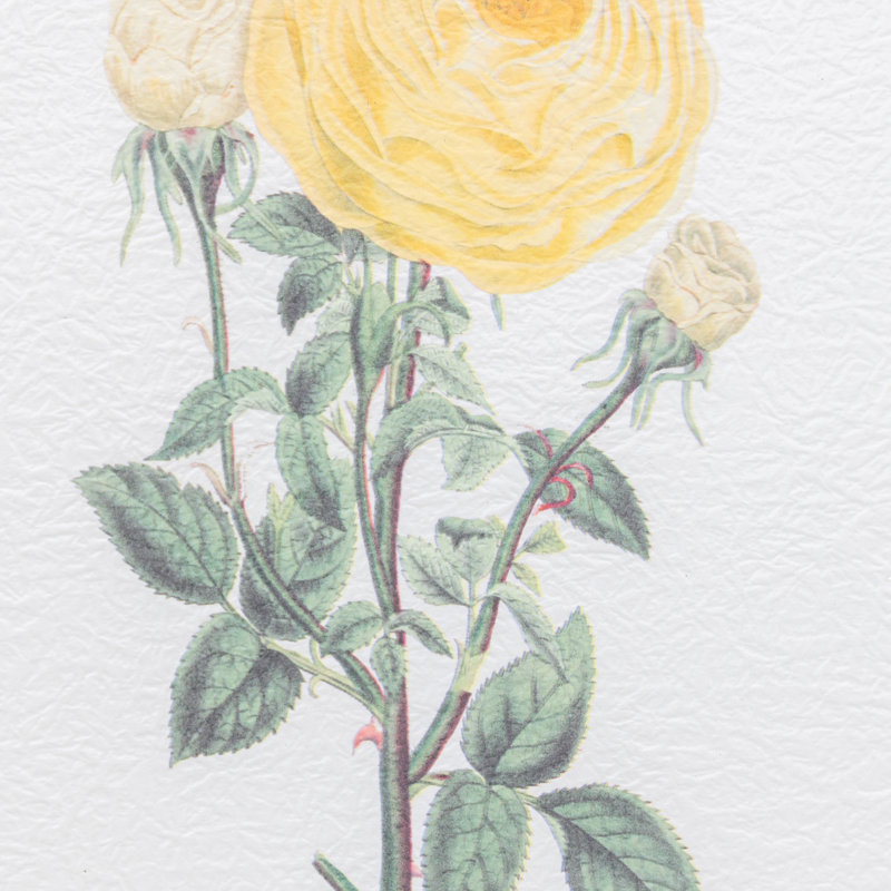 Floral Quartet Framed Art