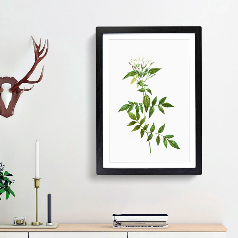 Jasmine Flowers by Pierre-Joseph Redoute - Picture Frame Graphic Art Print, 48cm H x 36cm W x 2cm D, Black Framed