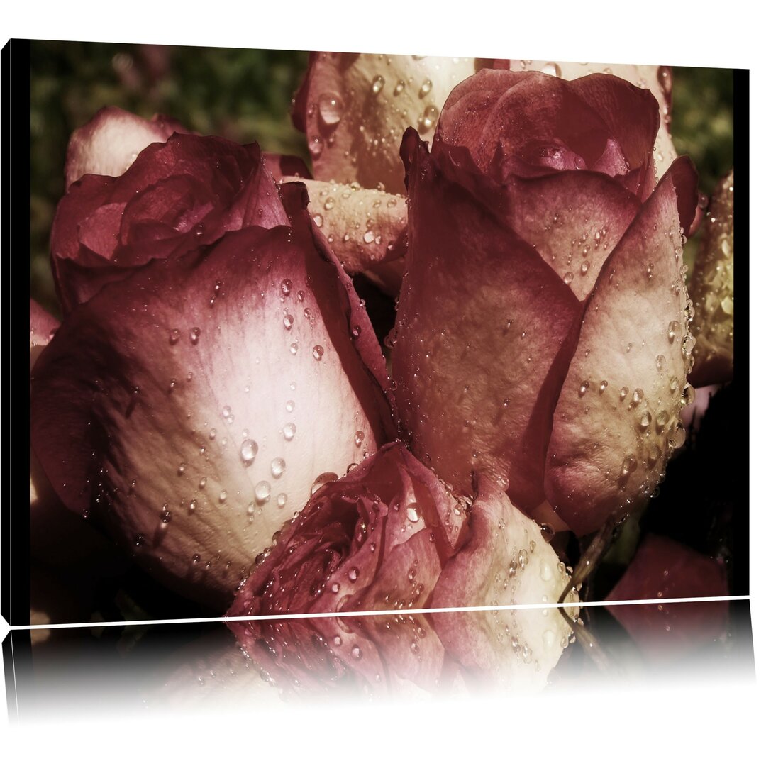 Leinwandbild Wassertropfen auf Rosenblüten