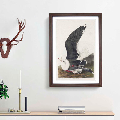 Black-Backed Gull by John James Audubon - Picture Frame Art Print