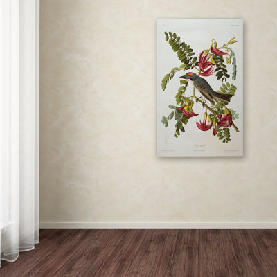 by John Audubon Print
