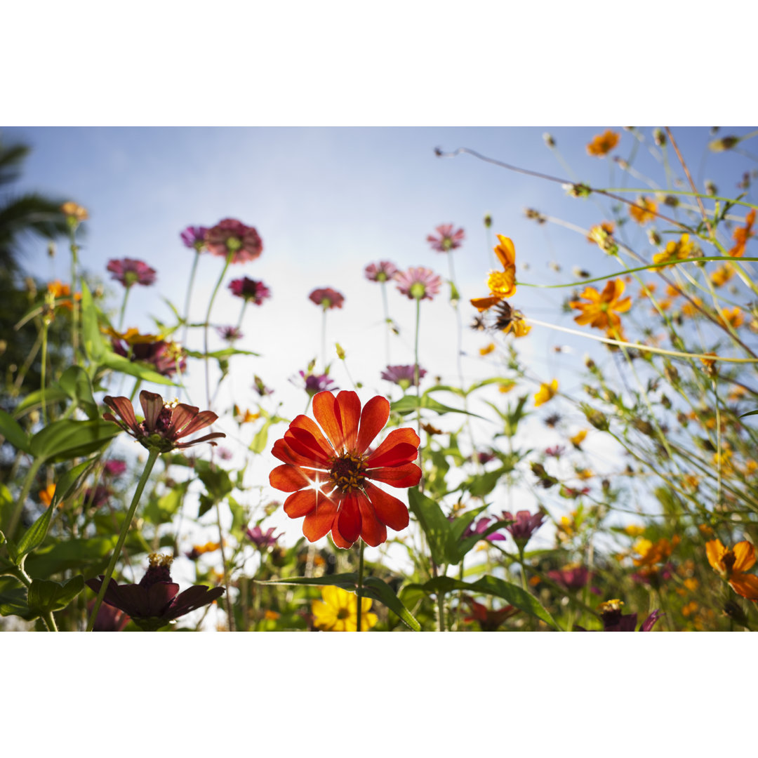 Schöne wilde Blumen auf einer Wiese von Enviromantic - Leinwandbild