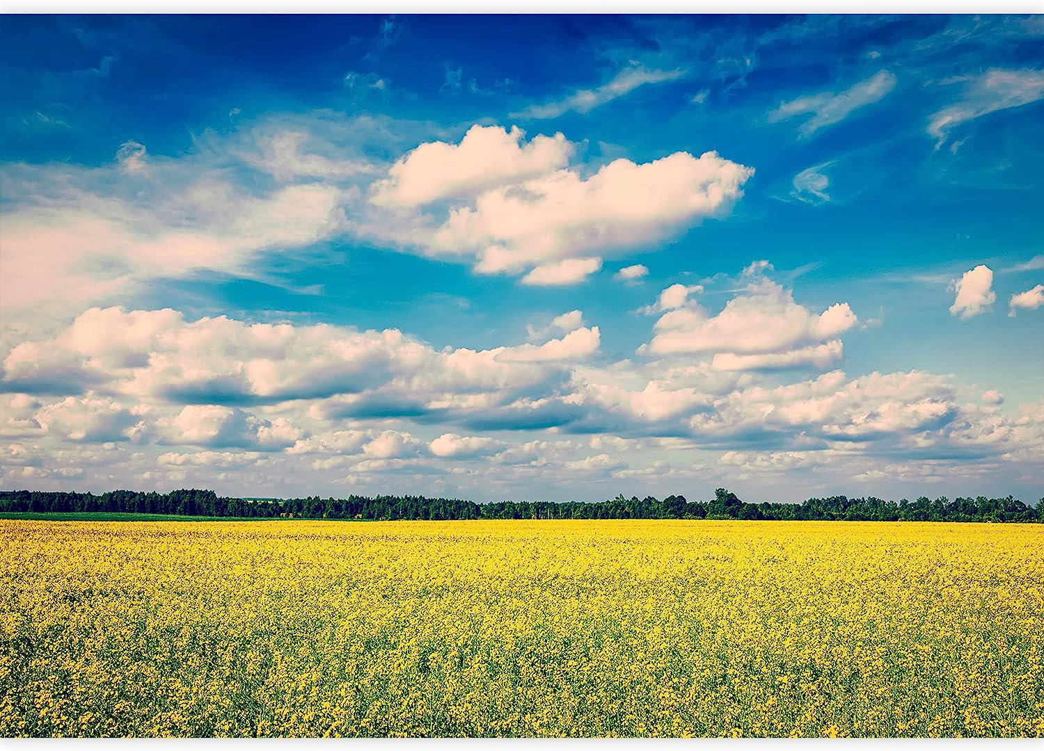 IDEA4WALL Yellow Canola Field with Blue Sky Clouds Wall Mural | Wayfair