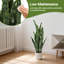17.5cm Plant-534778520