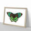 Orontes Butterfly by George Shaw - Framed Print-55578095-55578097