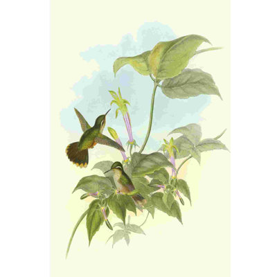 Colibri simple Gould (IP) II