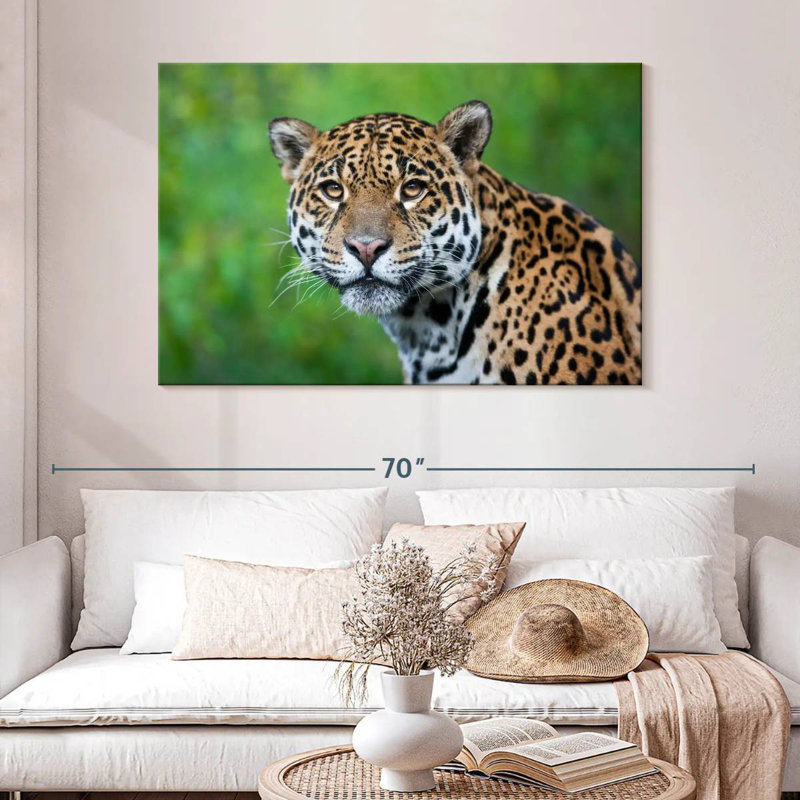 Jaguar Gaze
