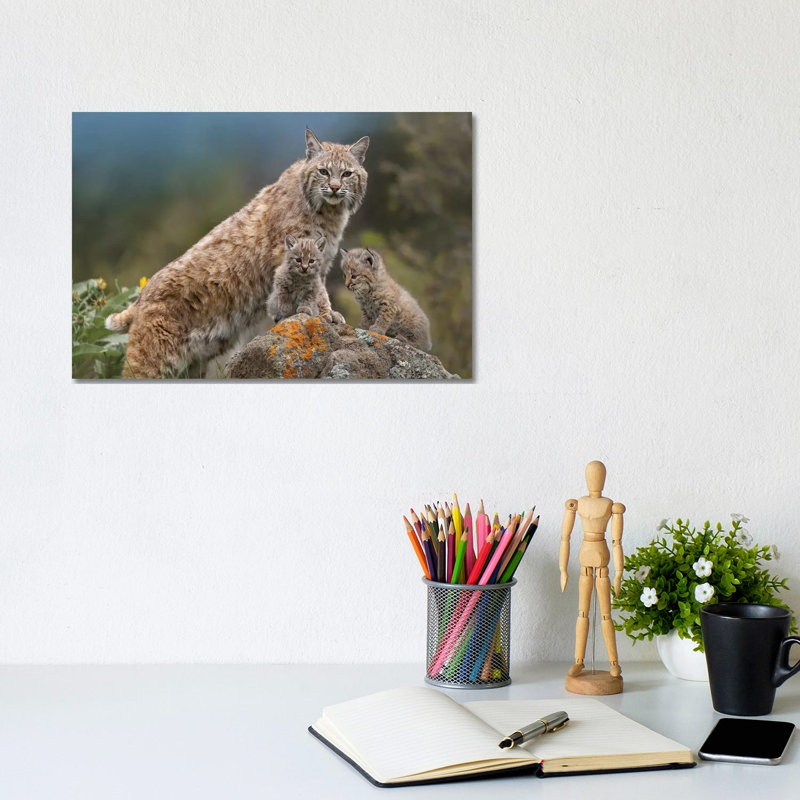 Bobcat Mother And Kittens, North America by Tim Fitzharris - Wrapped Canvas Print, 20.32 cm H x 30.48 cm W