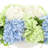 Assorted Hydrangea Centerpiece