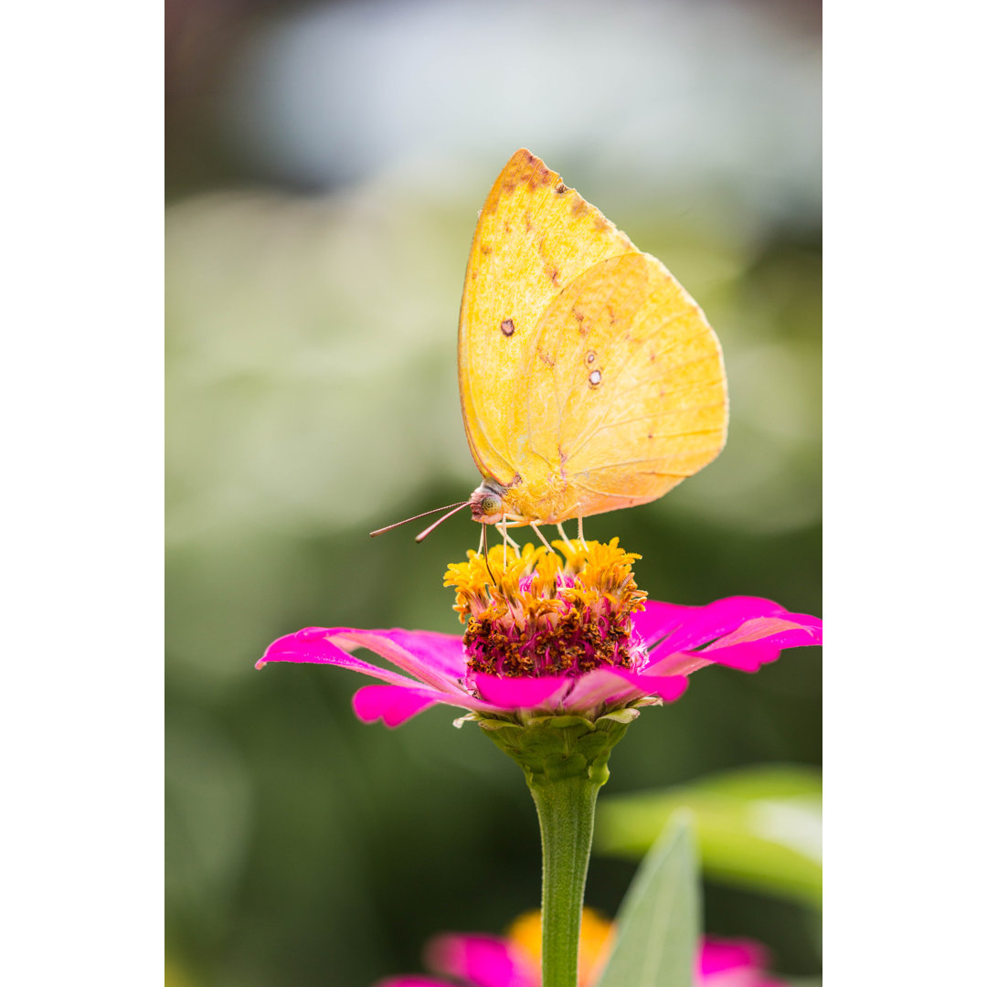 Glasbild Butterfly On A Flower