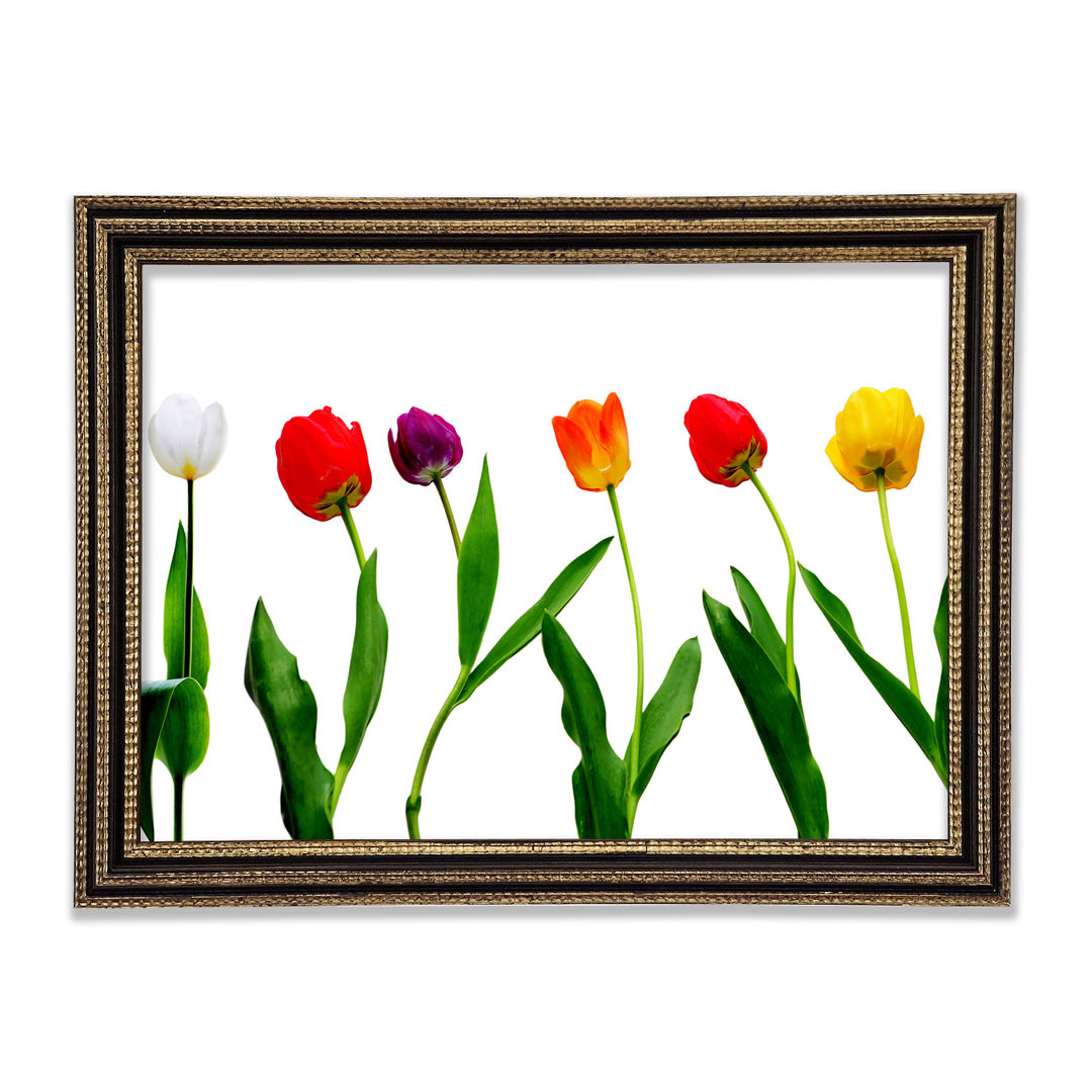 Farben der Tulpen Gerahmter Druck