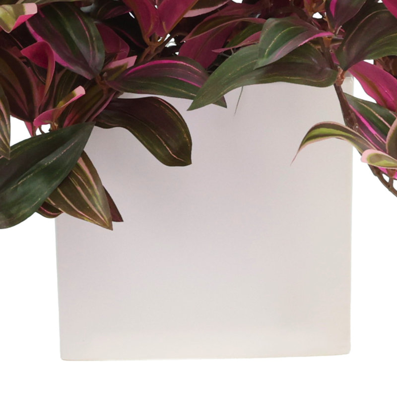 Tradescantia Zebrina Arranged In Ceramic Vase, Green/Red, 14"H x 26"W x 20"D