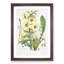 Himalayan Yellow Poppy by W. H. Fitch - Picture Frame Painting Print-55580095-55580096