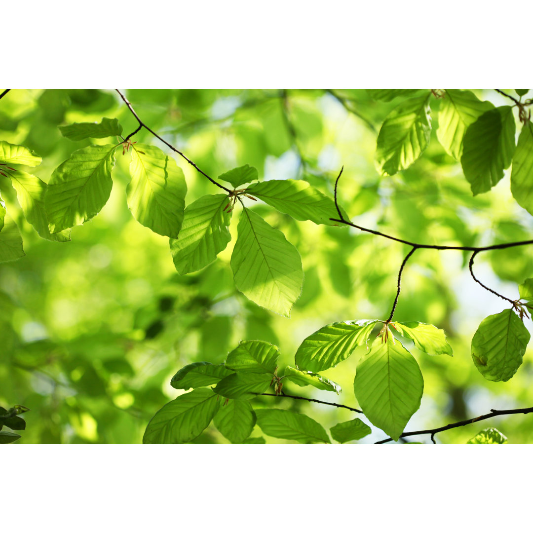 Neue Buchenblätter im Frühling von Lubilub - Drucken