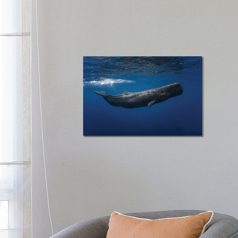 Sperm Whale by Barathieu Gabriel - Wrapped Canvas Print, 45.72cm H x 66.04cm W x 1.91cm D