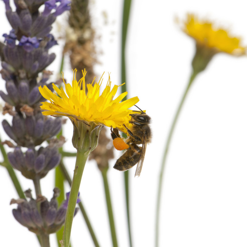 European Honey Bee - Wrapped Canvas Print, 122cm H x 122cm W x 3.8cm D