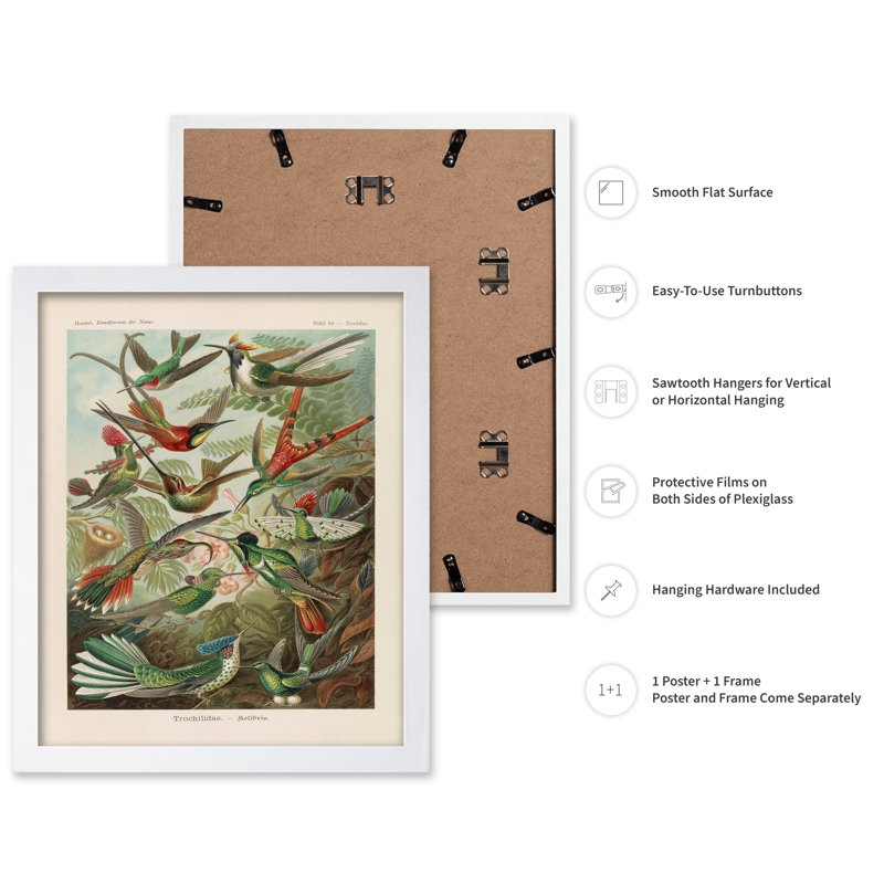 Ernst Haeckel - Colibri, Poster, White Framed, 11"H x 14"W