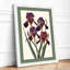 Purple Iris Study Botanical - Framed Print-457243512-457243515