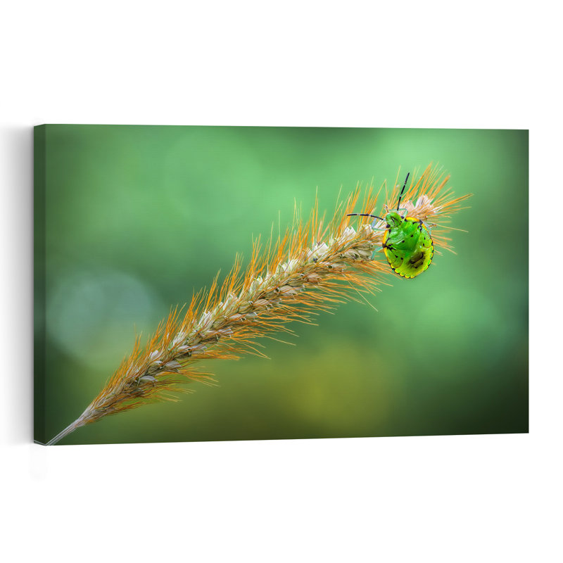 Vibrant Insect On Grass Vibrant Contemporary Nature Plant Wall Art Print 1 Piece Wrapped Canvas Wall Art