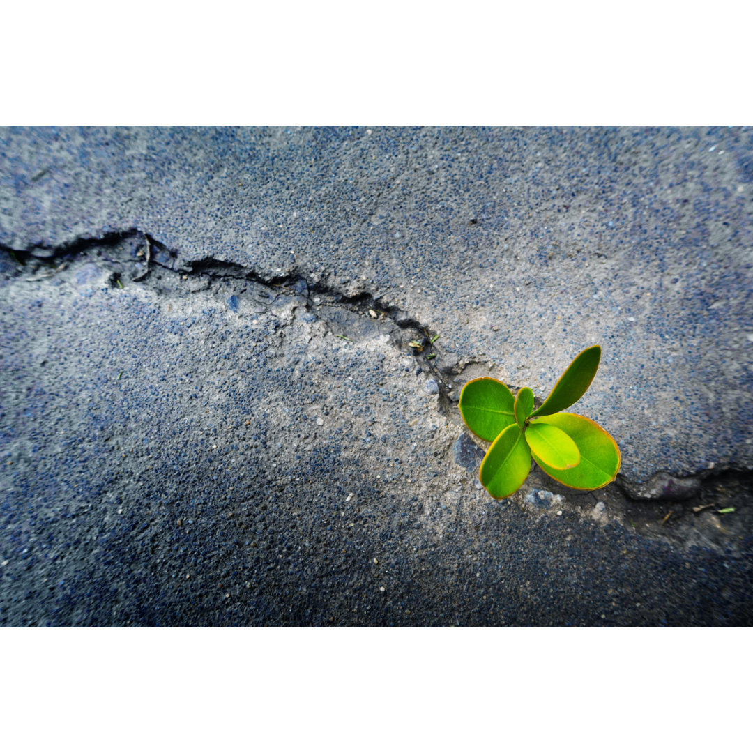 Fresh Plant Growing Out Of Concrete von Xijian - Kunstdrucke ohne Rahmen auf Leinwand