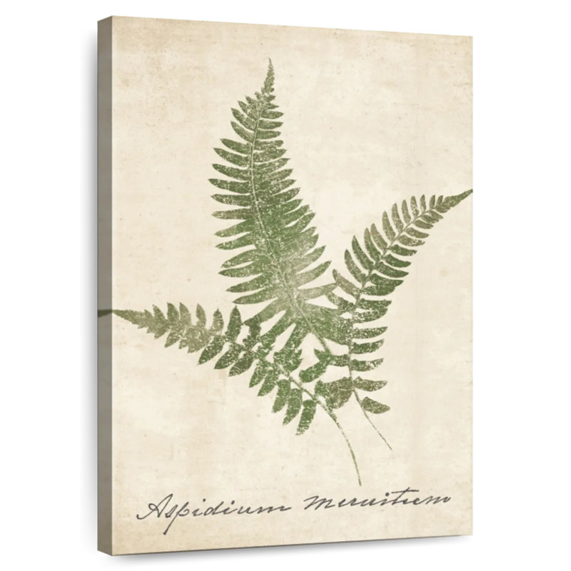 Harnek Vintage Ferns I, H 51 po x l 34 po