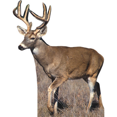 Standup Tail Buck Deer
