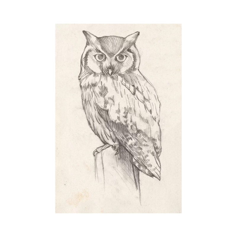 Owl Portrait II by Jennifer Goldberger - Wrapped Canvas Print, 66.04 cm H x 45.72 cm W
