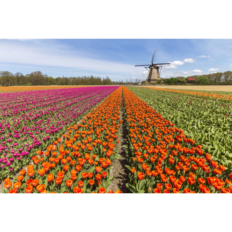 Windmill In The Meadow by Ankorlight - Wrapped Canvas Print