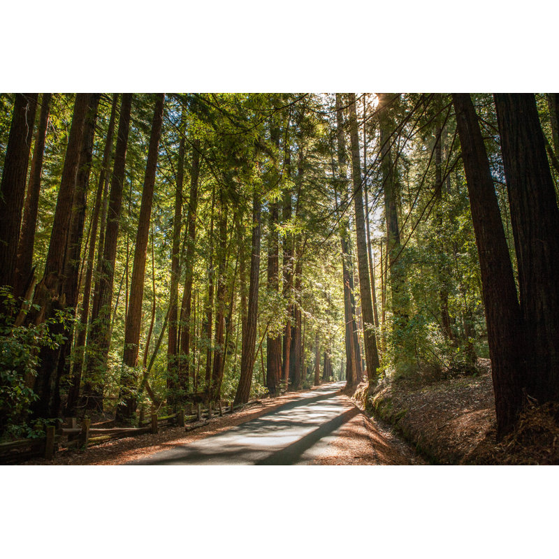 Redwood Trees - Wrapped Canvas Print, 20cm H x 30cm W x 3.8cm D