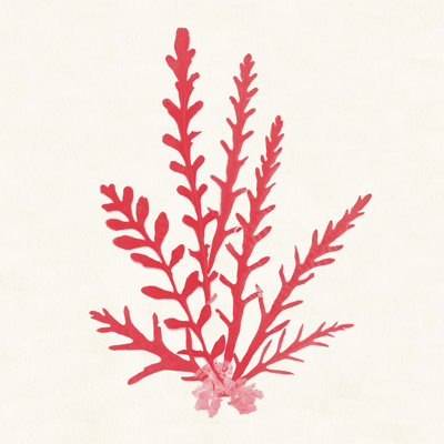Pacific Sea Mosses III - rouge