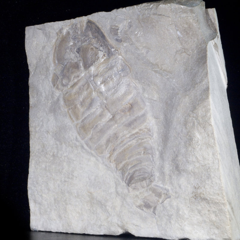 Fossil Eurypterid Plate. Lang's Quarry, Herkimer County, New York