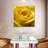 Harnek Yellow Rose-109388623