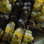 Tapisserie murale «Fruit Grape Muscat»-133643106
