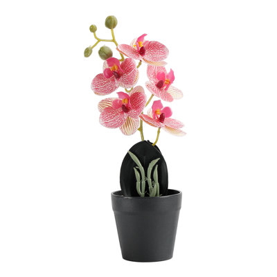 Gradient artificiel phalaenopsis en pot