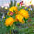 Yellow selected