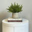 Ferdinand Heather en pot-28784519