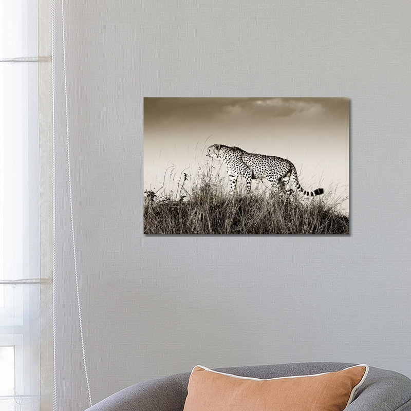 Crouching Cheetah by Klaus Tiedge - Print on Canvas, 66.04 cm H x 45.72 cm W x 1.91 cm D, Wrapped Canvas