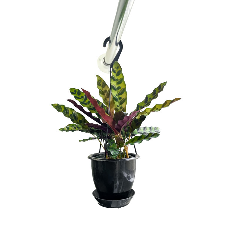 Live Rattlesnake Calathea Plant in Hanging Pot