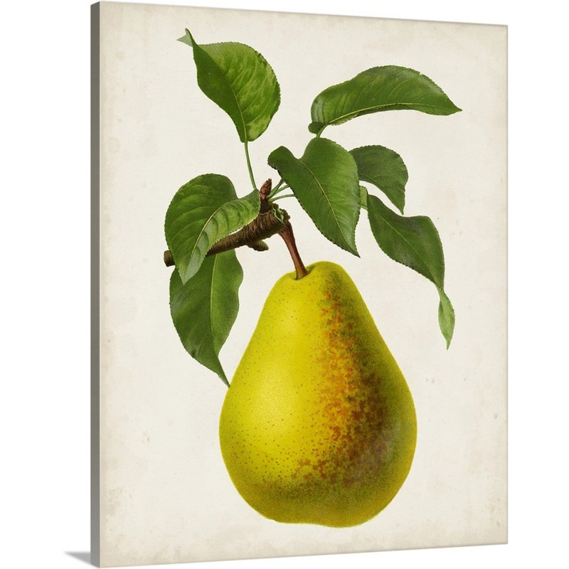 Antique Fruit VII - reproduction d'art sur toile, Toile tendue, H 14 po x l 11 po x P 1,25 po