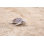 SMALL SEA TURTLE