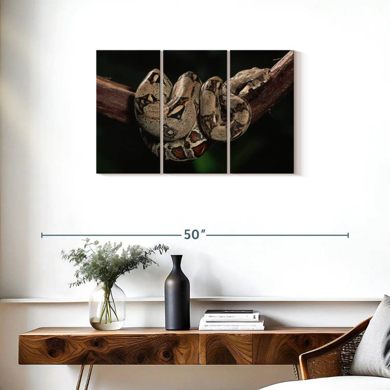 Boa Constrictor
