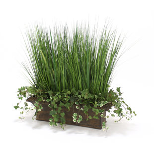 Herbe ivy suédoise en pot de fleurs